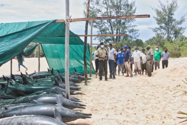 Resultados preliminares sobre a causa da morte de 111 golfinhos no parque nacional do arquipélago de Bazaruto em Inhambane