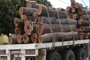 Cabo Delgado: Furtivos de madeira detidos em Quissanga