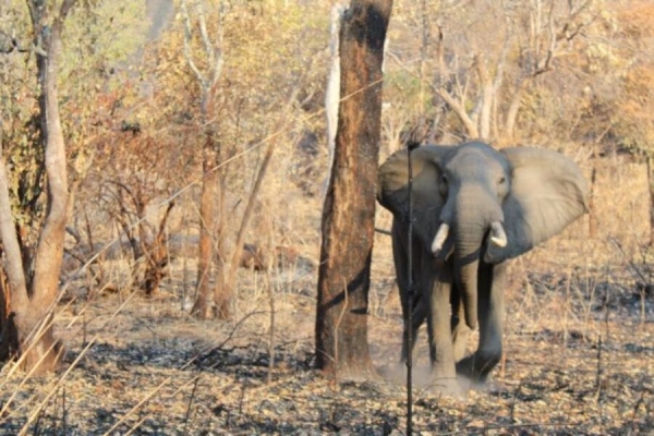 Populares agridem fiscais no Parque de Gorongosa