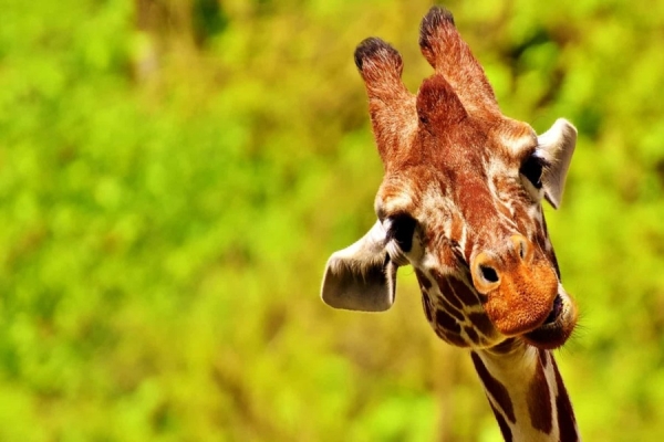 Duas girafas morreram eletrocutadas na região ocidental do Quénia