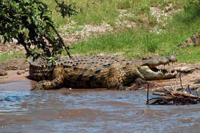 Cabo Delgado: Crocodilo mata homem em Montepuez