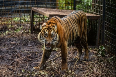 Tigres matam cuidador, fogem de zoológico e causam medo em cidade da Indonésia