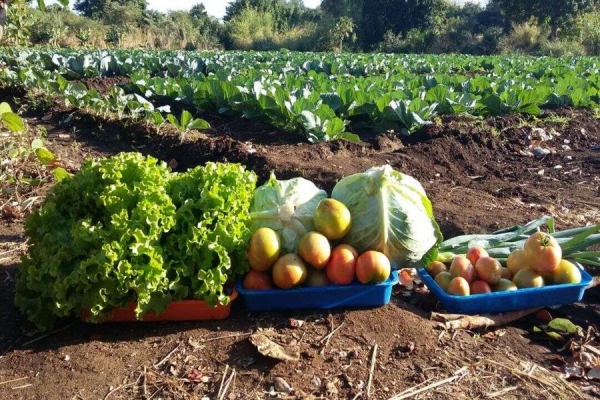 Ataques terroristas comprometem produção agrícola em Cabo Delgado