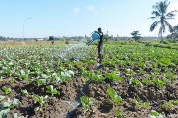 Cabo Delgado: Mais de 43 mil produtores beneficiam de assistência para garantir produção agrícola em 2021