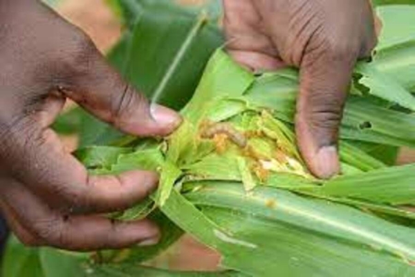 Praga Panamá causa fraca produção de banana em Cabo Delgado