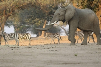 Zimbábue vende direitos para caçar elefantes ameaçados de extinção