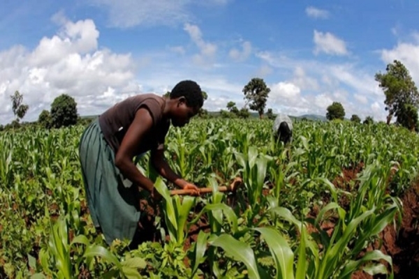 Cabo Delgado: Sector agrário garante segurança alimentar na Campanha Agrária 2020/2021