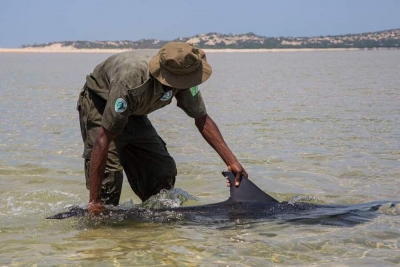 Encontrados mais 86 Golfinhos sem vida no Parque Nacional do Arquipélago do Bazaruto