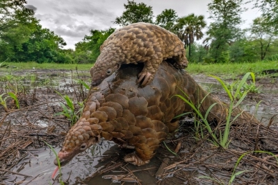 12 Pangolins foram salvos da redes de tráfico em 2022 no País