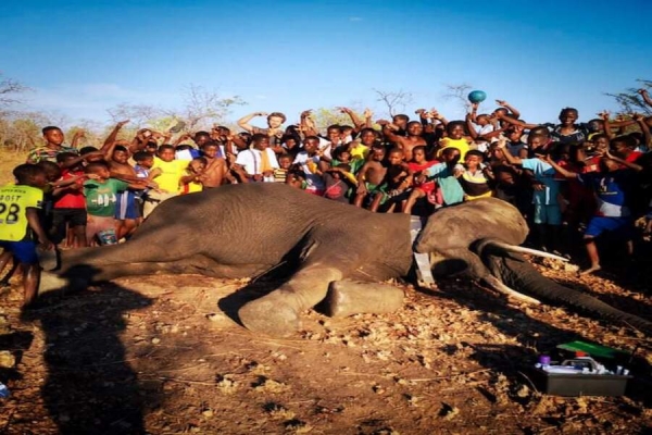 Elefante “Mr President” já tem novo colar