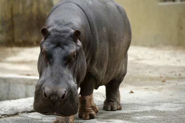 Hipopótamo espezinha homem de 81 anos até à morte no Zimbabué