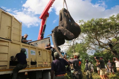 ANAC e parceiros translocam 45 Elefantes da paisagem de Matutuine para o Parque Nacional do Zinave