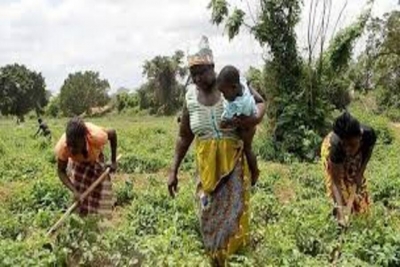 Cabo Delgado: Após ataque terroristas, População aumenta Produção agrícola para mais de 35 mil toneladas num distrito apenas