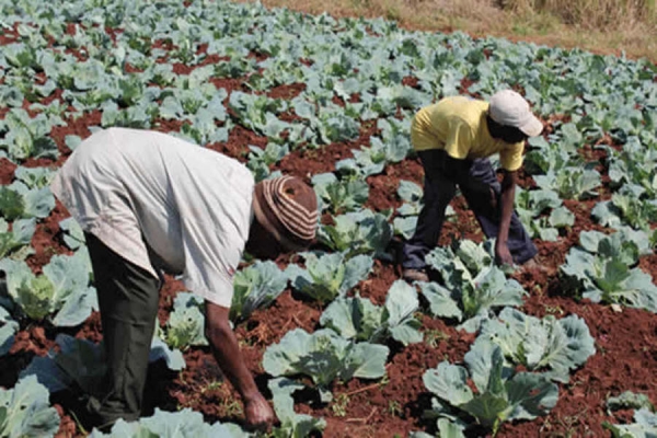 Sustenta: Mais de 150 extensionistas contratados para campanha agrária em Cabo Delgado