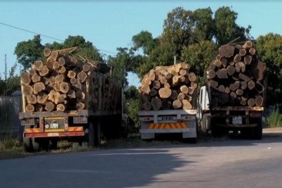 Sector florestal apreende 328 metros cúbicos de madeira em Manica