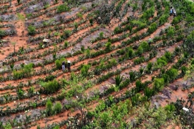 Agrofloresta em Poções (BA) em área que até três anos atrás tinha &quot;solo compactado e não produzia nada&quot;