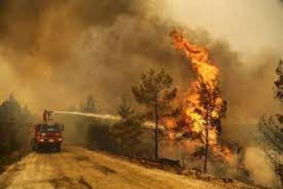 600 famílias desabrigadas por incêndios florestais na Argélia