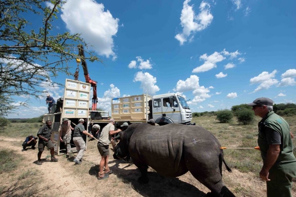 Regresso histórico dos Rinocerontes a Moçambique