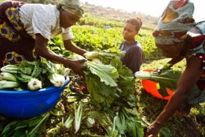 Cabo Delgado: Produtores desafiados a influenciar o aumento na produção