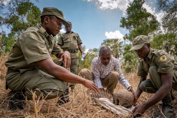 Moçambique: Mais de 30 casos de confisco de Pangolins e detenção de pessoas envolvidas no tráfico em 2019 e 2020