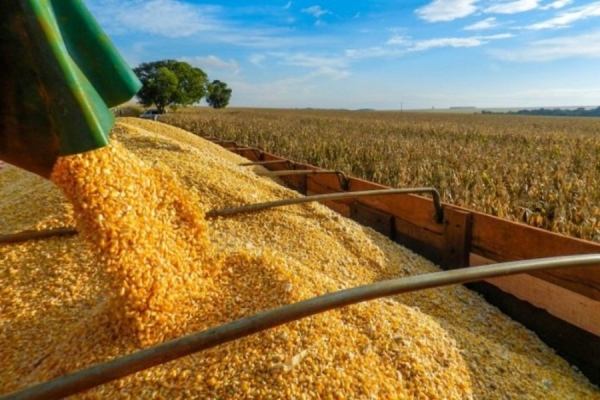 Cabo Delgado: Cáritas Diocesana doa cerca de 500 kg de sementes para produção agrícola