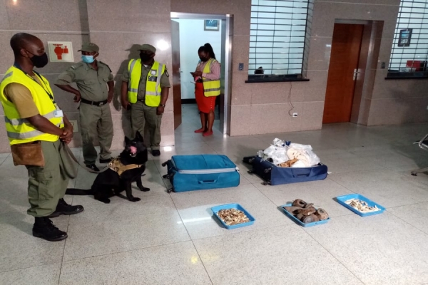 Detida Cidadã vietnamita encontrada com 127 garras de leão e 4.3 Kg de corno de rinoceronte 