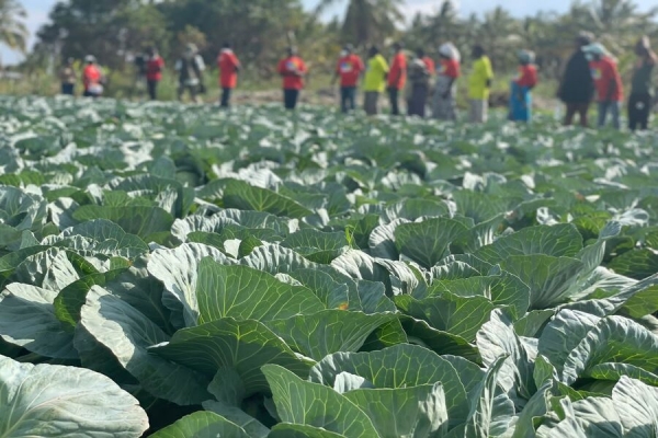 Cabo Delgado: Embaixada de Reinos dos Países Baixos disponibiliza cerca de 11 milhões euros para auto emprego e Agricultura