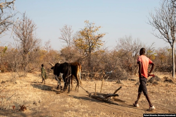 Seca nos Gambos, província da Huíla, Angola