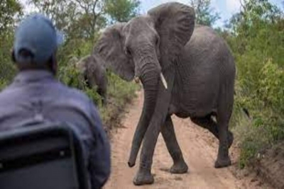 Cabo Delgado: Elefante e Tubarão matam dois indivíduos, conflito Homem e Fauna Bravia