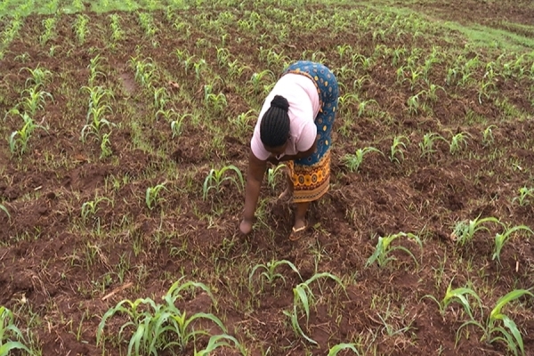 Cabo Delgado: Falta semente melhorada campanha Agrícola 2023/2024 no Distrito de Palma