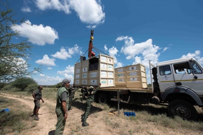 Historic return of rhinos to Mozambique