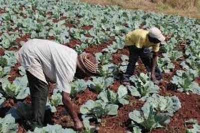 Cabo Delgado: Agricultura é o sector que mais contribuiu para economia com cerca de 56.1,6%