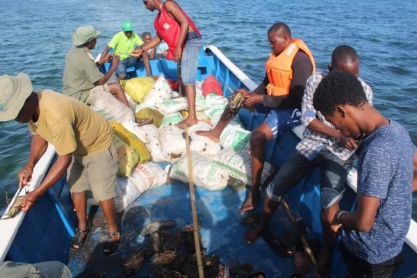 Cabo Delgado: Uma Tonelada de Caranguejo Vivo apreendido pelos Fiscais do Parque Nacional das Quirimbas