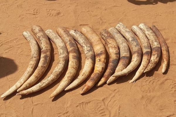 Cabo Delgado: Cidadão detido em Pemba na posse de 28 kg de pontas do marfim