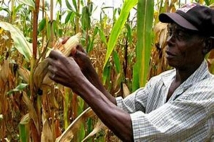 Cabo Delgado: Governo de Balama garante segurança alimentar e aposta em excedentes para exportação