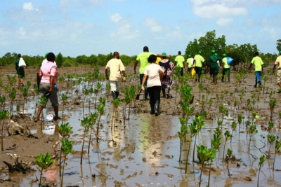 Moçambique recebe mais de 6 milhões de dólares do FCPF para Redução de Emissões por Degradação Florestal