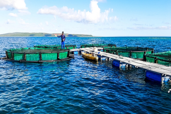 Chuva e ciclones precipitam queda de produção de peixe em cativeiro em Inhambane