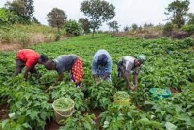 Cabo Delgado: Deslocados intensificam agricultura para o auto sustento