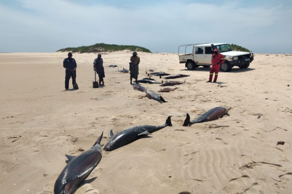 Saiba mais sobre Golfinhos encontrados Mortos no Parque Nacional do Arquipélago do Bazaruto