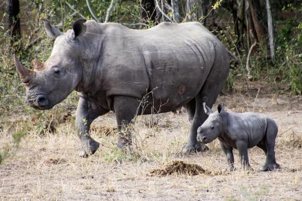 Moçambique: PR Nyusi satisfeito com novo bebê rinoceronte do Parque Nacional do Zinave